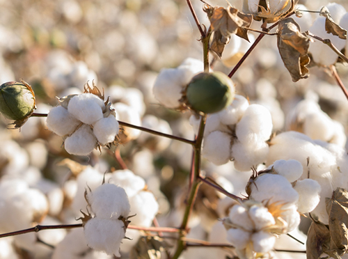 Cotton plant that is used to make cotton custom t-shirts.